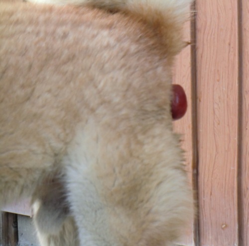 生もの なまもの が苦手な方はちょっと 犬の脱肛 人生甘くはない Life Is Not Sweet 楽天ブログ