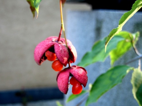 ツリバナ ツルウメモドキ ニシキギ マサキ マユミ ニシキギ科の植物 写真整理と自然観察の振り返り その36 しろうと自然科学者の自然観察日記 楽天ブログ