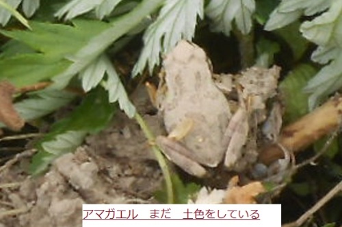 畑に 土色の アマガエルがいた まだ 野菜が小さいので土色だなあ はた坊のブログ 家庭菜園を始めて16年目になりました 楽天ブログ