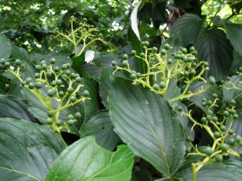 ミズキの実が黒く色づいてきました クマノミズキの実も見かけましたが 花の時期が遅いため まだ色づいていません しろうと自然科学者の自然観察日記 楽天ブログ