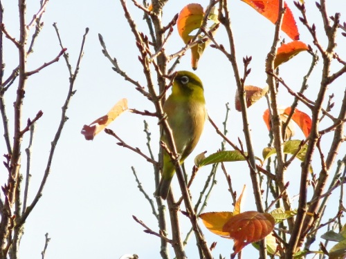 鳥 メジロが庭に来る ハナミズキの実を食べに来るムクドリ 庭の花 ウインターコスモスにモンシロチョウ 大分金太郎の花鳥蝶月 楽天ブログ