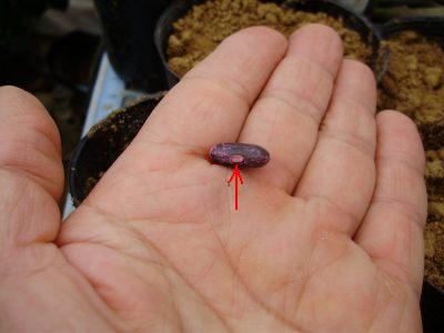 インゲン 種まき インゲンの育て方 プランター栽培ならつるなしインゲン 夏の栽培はつるありインゲンを