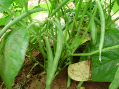 豆の正しい蒔き方 インゲン豆三度目の種まき 野菜と果樹農家の栽培日記 楽天ブログ