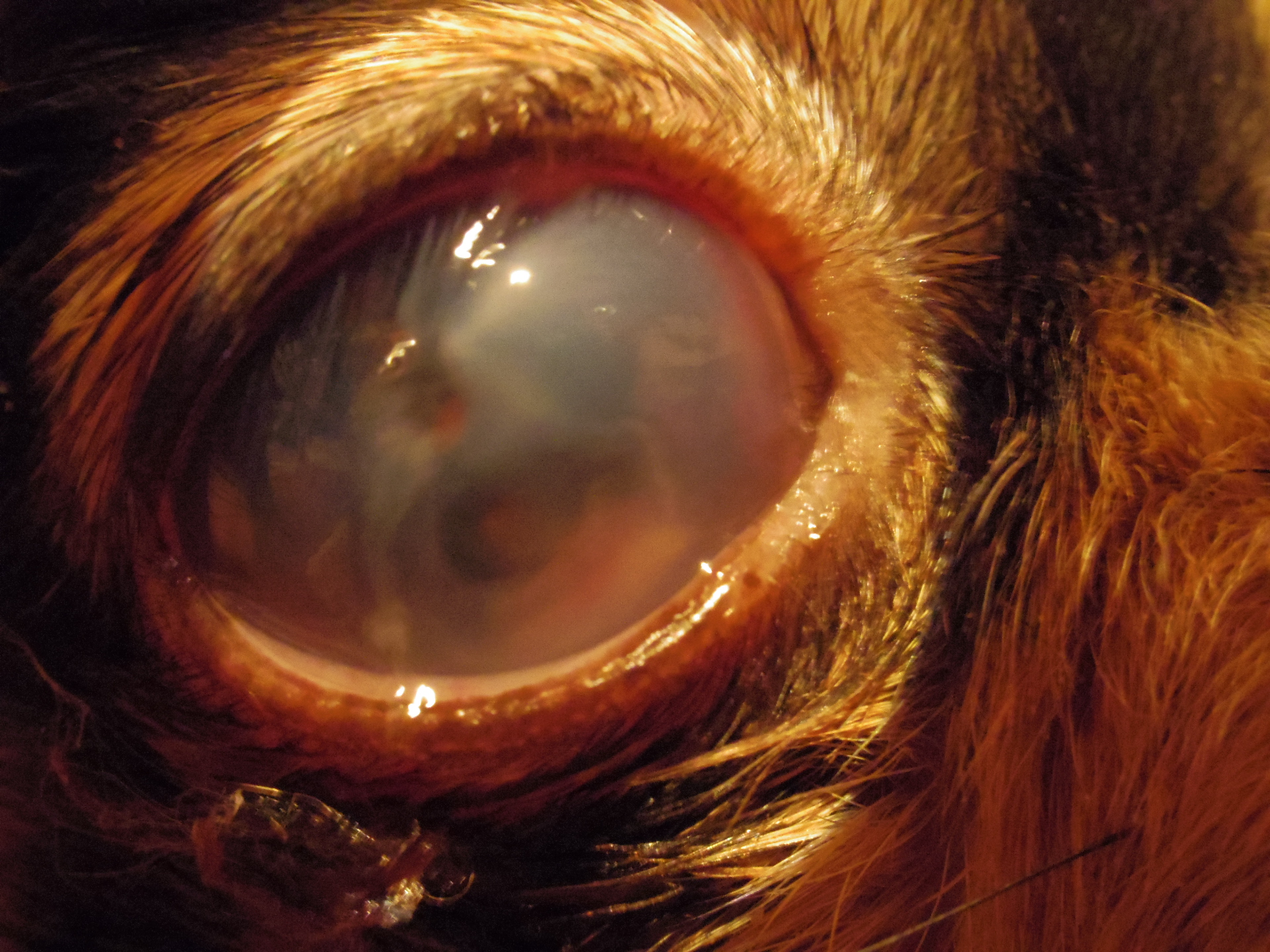 IMGP0710角膜潰瘍眼.JPG