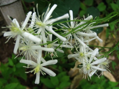 白い花被片 萼片 が5枚のセンニンソウの花を見つけました 花被片が5枚のものとともに 6枚のもの 3枚のものもあるようです 昭和記念公園での自然観察 その9 しろうと自然科学者の自然観察日記 楽天ブログ