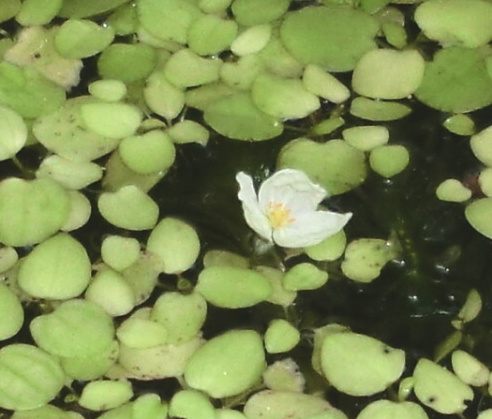 オオカナダモ アナカリス の花が咲きました クラりん カナたん日記 楽天ブログ