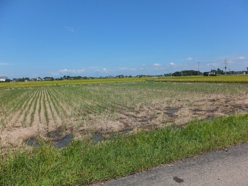 埼玉県吉見町のコスモス畑は 私のお勧めand日常経験した事すべて 楽天ブログ