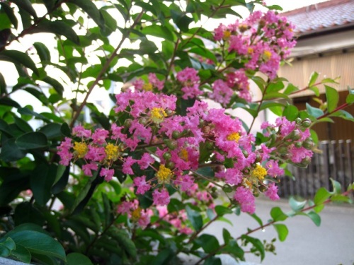 サルスベリの花 よく見る花ですが 花のつくりを調べてみました 雄しべには 昆虫を呼び込むためのものと受粉用の花粉を出すものの2種類あるそうです しろうと自然科学者の自然観察日記 楽天ブログ