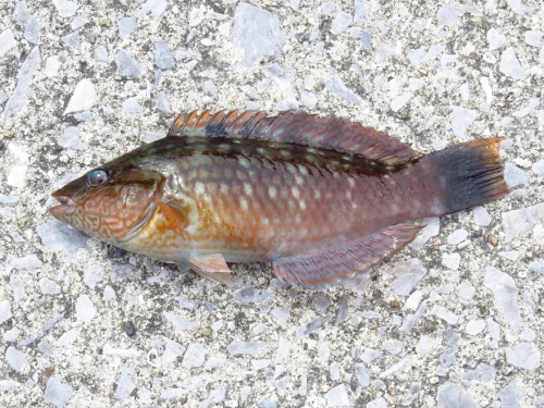 四浦半島へアジ釣りに行く ｙ氏アオリイカ１杯ゲット 大分金太郎の花鳥蝶月 楽天ブログ