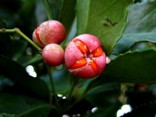 マサキの実の果皮が割れて 赤い実が見えるようになりました マサキは 刈込に強く枝や葉が密生することから 生垣や庭木としても植えられています しろうと自然科学者の自然観察日記 楽天ブログ