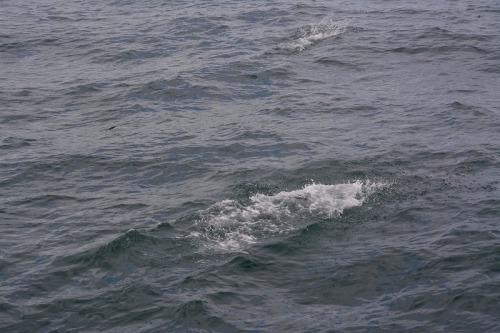 DSC_0292.jpg