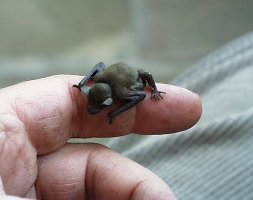 タイに生息する世界最小コウモリが絶滅の危機 バンコク竹亭日記 楽天ブログ