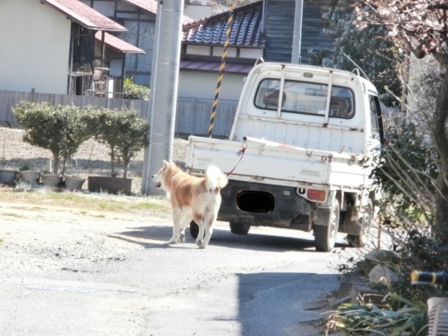 おじいさんの犬のお散歩 のんびりいこう 楽天ブログ