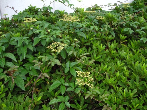ヤブガラシの花を見かけるようになり 初めて花のつくりを観察できました 薄緑色の花びら4枚 雄しべ4本 橙色の花盤の中央に黄色い雌しべが1本あります しろうと自然科学者の自然観察日記 楽天ブログ