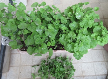 ペラルゴニウムの挿し木の仕方と花いっぱいの我が家 狭い庭を花いっぱいにする育て方 楽天ブログ