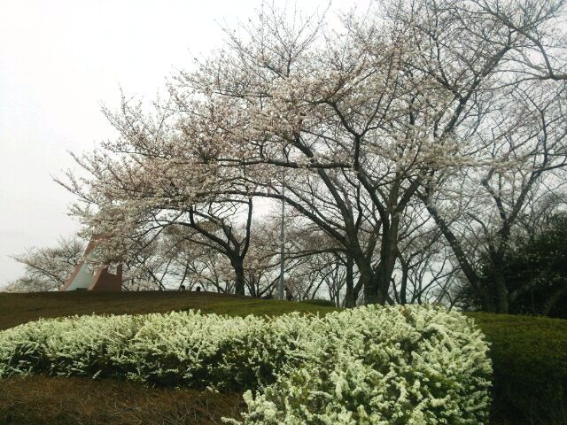 ☆桜とユキヤナギ.JPG