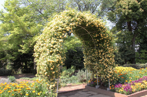 モッコウバラ 木香茨が咲き始めました 花の素材館 楽天ブログ