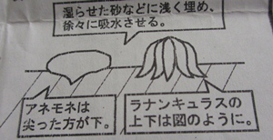 ラナンキュラス アネモネ ムスカリなどの球根の植え方です 狭い庭を花いっぱいにする育て方 楽天ブログ