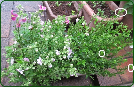 ネメシアを毎年処分してた馬鹿な私 今年は種がいっぱい 狭い庭を花いっぱいにする育て方 楽天ブログ