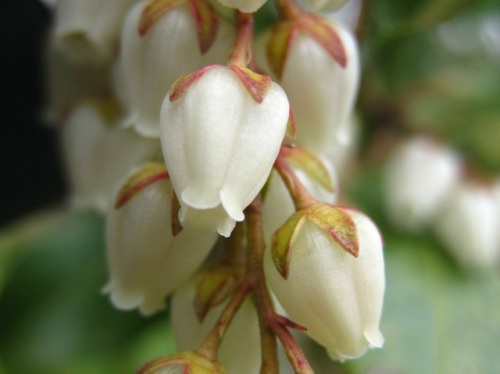 アセビの花が咲いています 調べてみると アセビの小さな花の中にも 確実に受粉して種子を作り子孫を残していく巧妙なつくり 構造があることがわかります しろうと自然科学者の自然観察日記 楽天ブログ