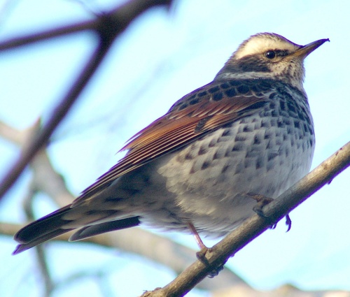 鶫 つぐみ 野鳥類 古聖の方丈記 畢竟如何 楽天ブログ