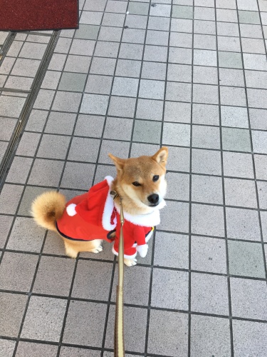 柴犬花子のサンタさん 柴犬花子の亀有生活 楽天ブログ