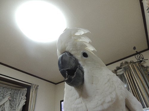 鳥さんイイね タイハクオウム アルーキバタン ホオミドリウロコインコ タイハクオウムのマリリン達と田舎で暮す日々 楽天ブログ