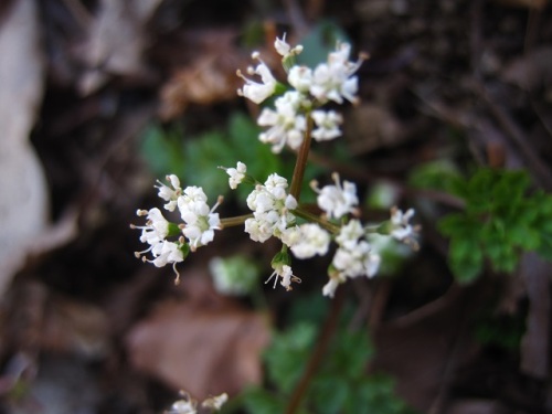 セントウソウの花が咲いていました 花は3ミリ程度の小さく白い花で 繊細な美しさ という花言葉が納得できます しろうと自然科学者の自然観察日記 楽天ブログ