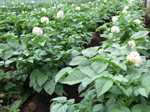 ジャガイモの花が咲いていますので ナス科の植物特集 野菜のジャガイモ トマト ナス 花はペチュニア 雑草は アメリカイヌホオズキ イヌホオズキ ワルナスビ しろうと自然科学者の自然観察日記 楽天ブログ