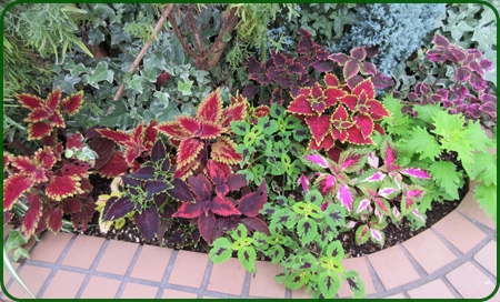 雨上がりのコリウスとペンタスはとても美しく晩秋まで咲かせよう 狭い庭を花いっぱいにする育て方 楽天ブログ