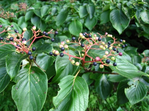 ミズキの実が黒く色づいてきました クマノミズキの実も見かけましたが 花の時期が遅いため まだ色づいていません しろうと自然科学者の自然観察日記 楽天ブログ