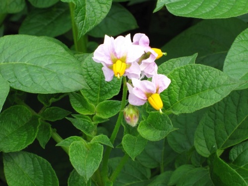 ジャガイモの花が咲いていますので ナス科の植物特集 野菜のジャガイモ トマト ナス 花はペチュニア 雑草は アメリカイヌホオズキ イヌホオズキ ワルナスビ しろうと自然科学者の自然観察日記 楽天ブログ