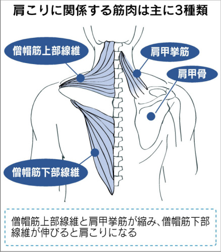 肩こり関連筋肉日経120520.jpg