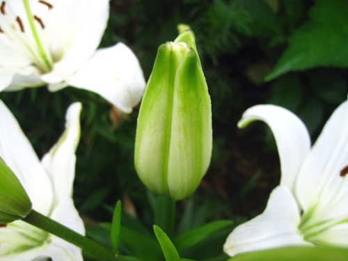 園芸品種のユリが咲いています 百合 の名の由来は 茎細く花が大きく 風にゆり動くので ユリと呼ぶ 日本釈名 風に揺れるさまに由来するようです しろうと自然科学者の自然観察日記 楽天ブログ