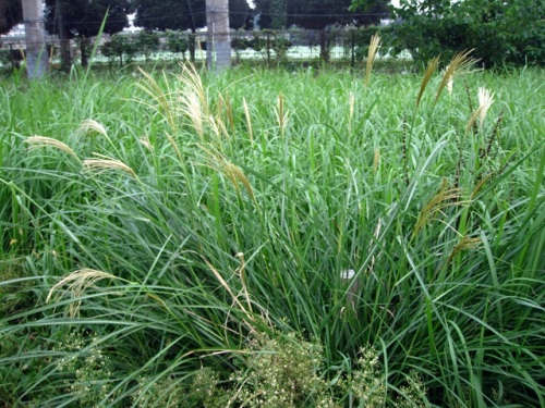 ススキの穂が目立つ季節になり 花を観察しました ススキの花言葉に 秋風に想いを乗せて というのがあり 秋風に揺れる白いススキの穂を表しているようで共感できます しろうと自然科学者の自然観察日記 楽天ブログ