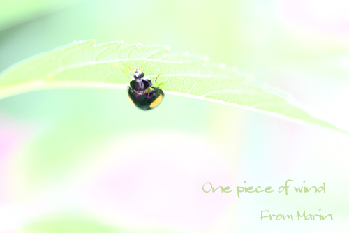 てんとう虫のサンバって・・・・？ ひとひらの風 楽天ブログ