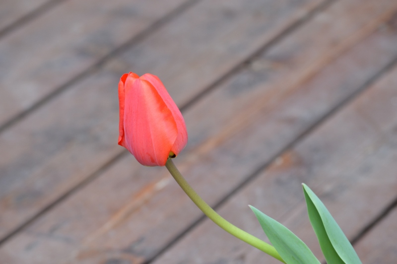 DSC_0631 (800x532).jpg