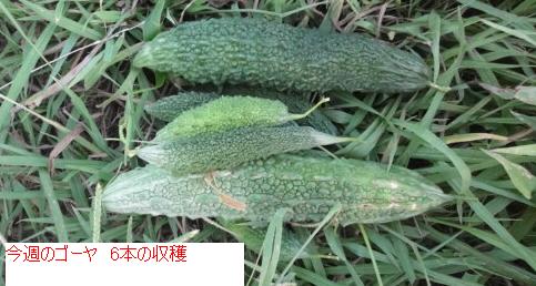 110ごうや.JPG