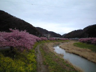 2012.3.10河津桜満開.JPG