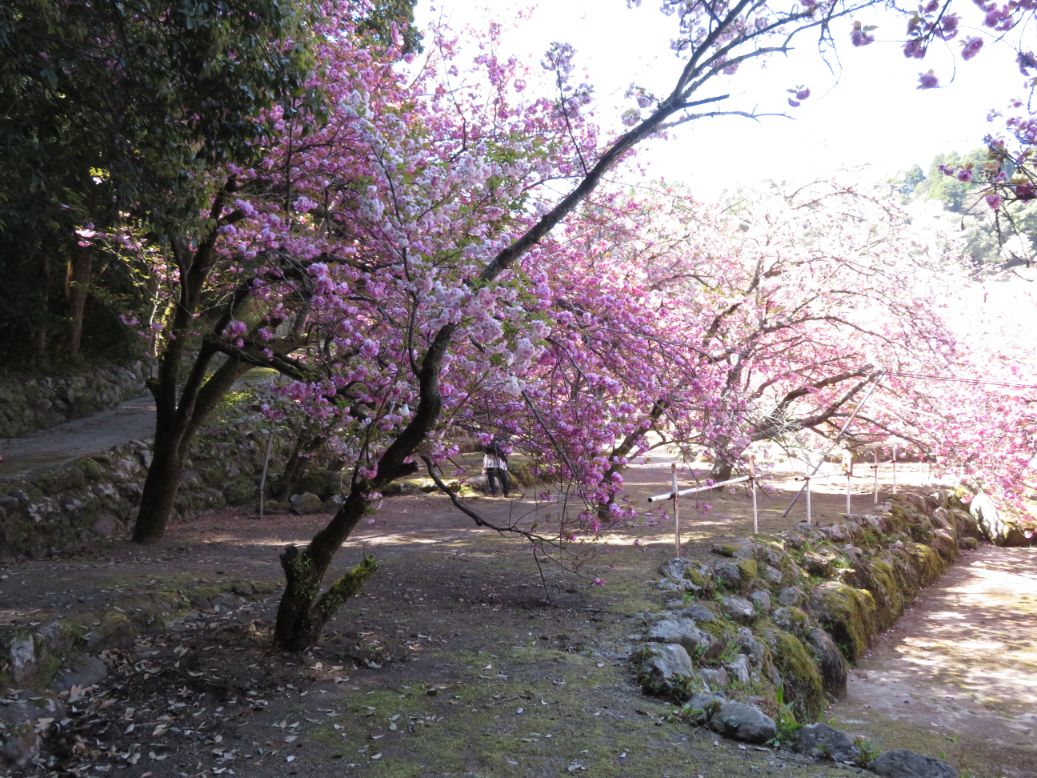 一心寺 (33).jpg