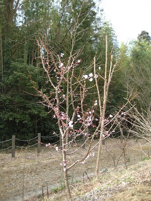 豊後梅が咲いた(V.2012_04_01__09_47_39).jpg