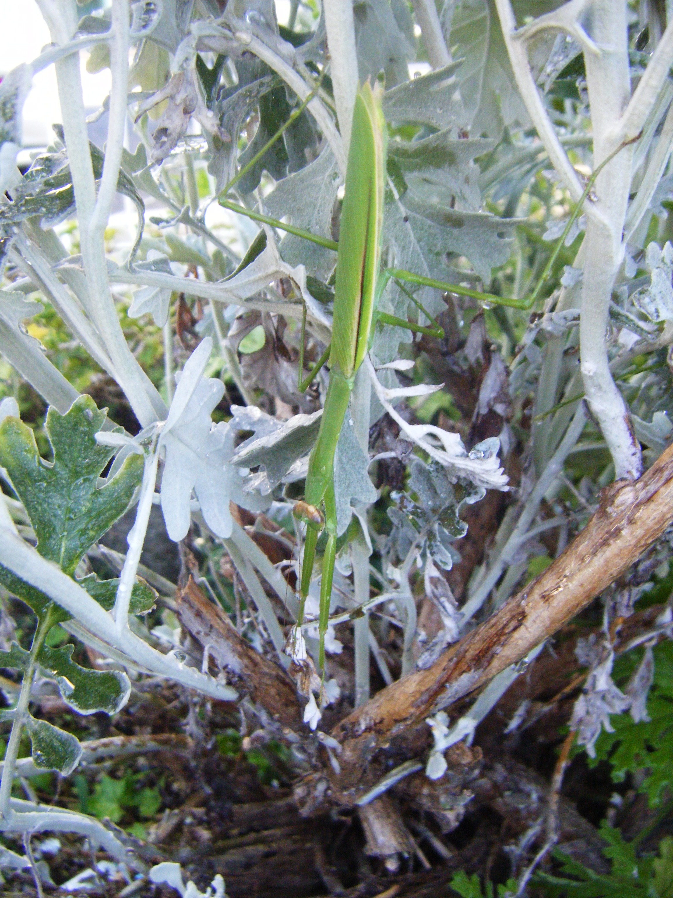 DSCF0761.jpg