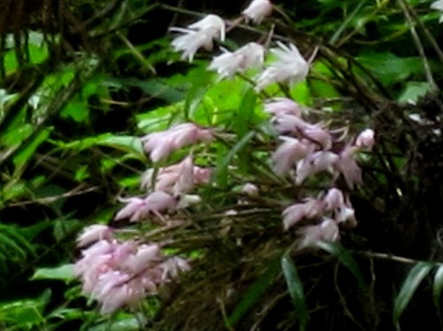 杉の木の枝で咲くセッコクの花 花言葉は 私を元気づける あなたを元気づける 豊かな笑顔 です 登山者の疲れを一気に癒してくれる美しい花です しろうと自然科学者の自然観察日記 楽天ブログ