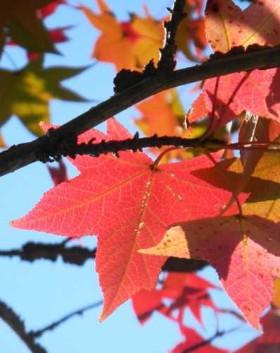 19紅葉 (8).JPG