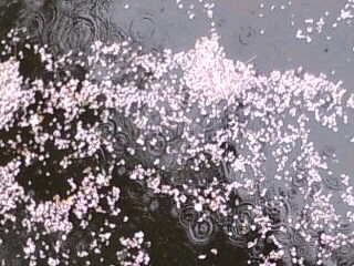 雨の花筏20130001.jpg