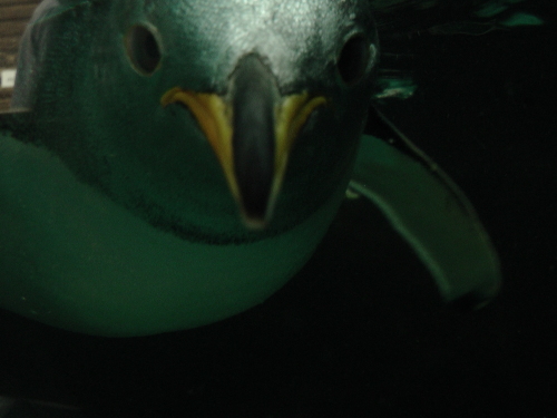 ペンギン　惜しい