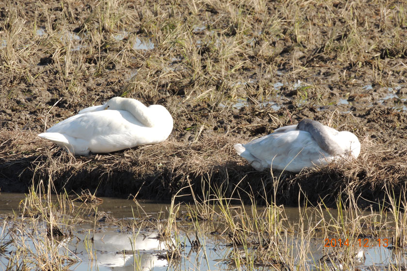 白鳥　26,12-044w.jpg