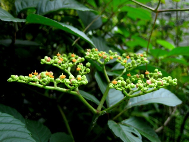 001ヤブカラシ2012.7.7-2.JPG