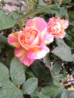 縞模様のバラ2015