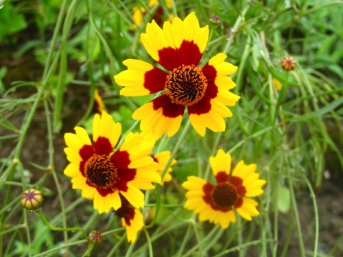 ハルシャギクの花 花の中心が濃紅色で周辺は黄色の蛇の目模様なので 別名は ジャノメソウ 蛇目草 です 新潟市北区での自然観察 その11 最終回 しろうと自然科学者の自然観察日記 楽天ブログ